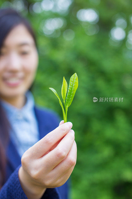 手捧绿茶叶