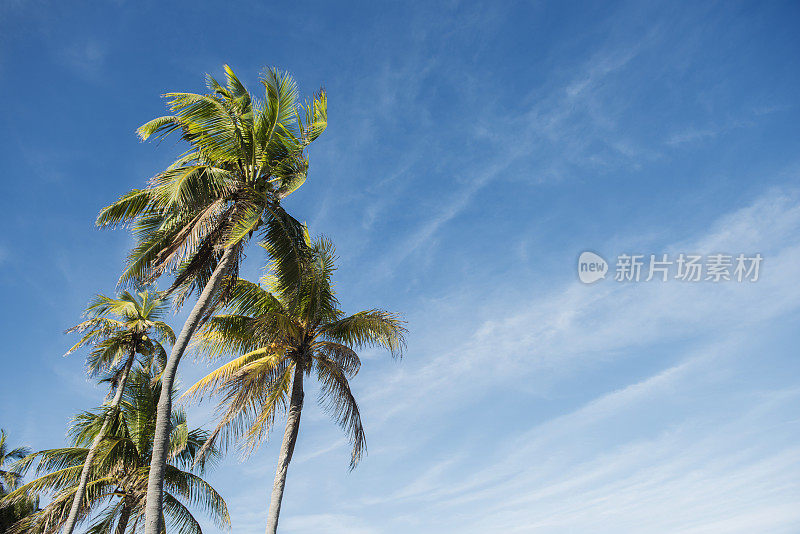 热带棕榈树对明亮的蓝色天空