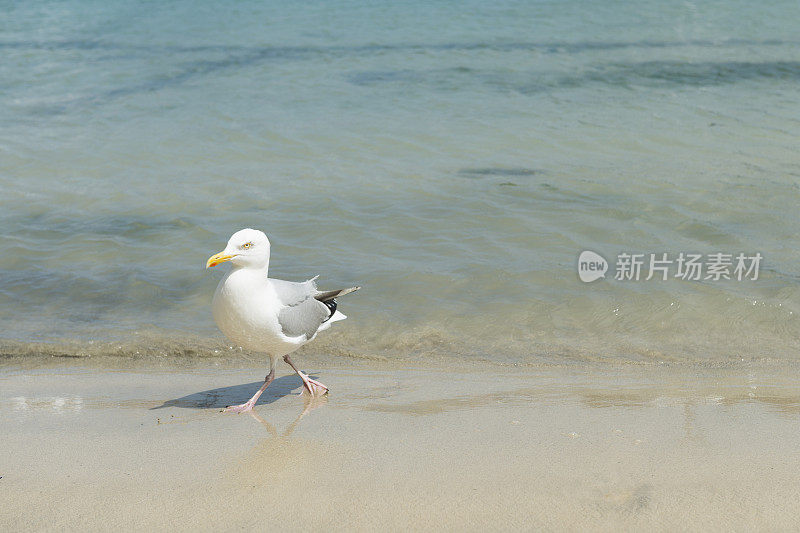 海鸥