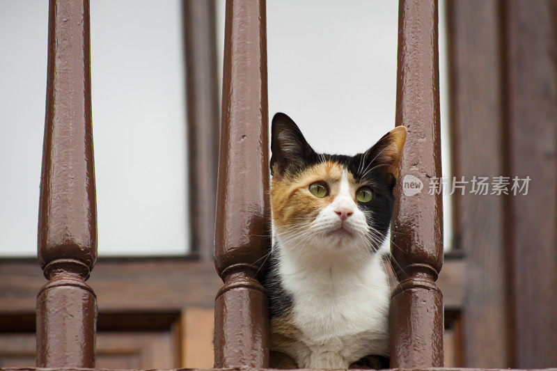 猫和阳台