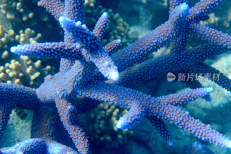 蓝色鹿角珊瑚，Acrophora