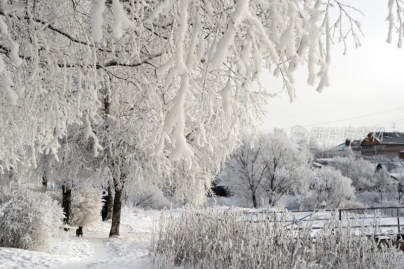 白桦树被白霜覆盖的树枝