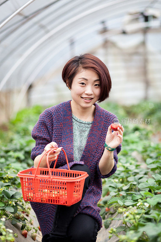 东方女孩在田里摘草莓