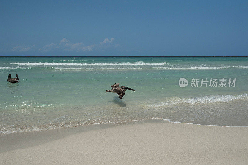 鹈鹕飞过海滩和大海