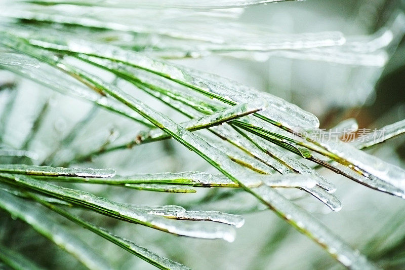 松针上的冰