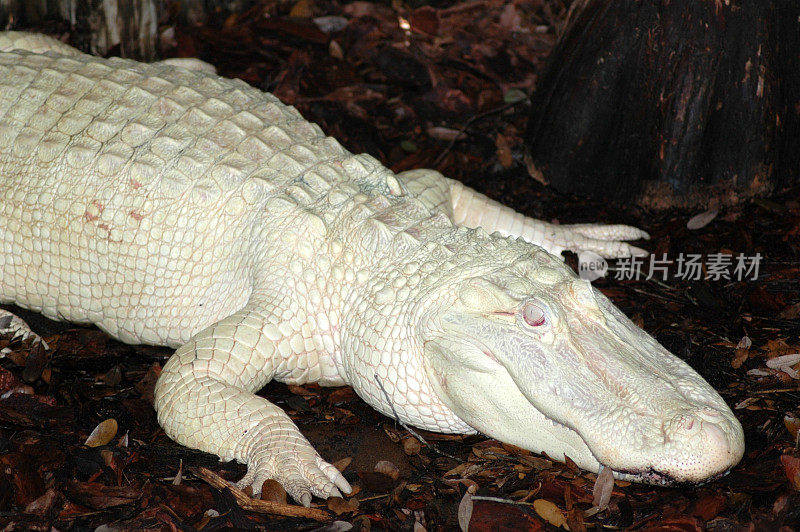 圣奥古斯丁的白化鳄鱼