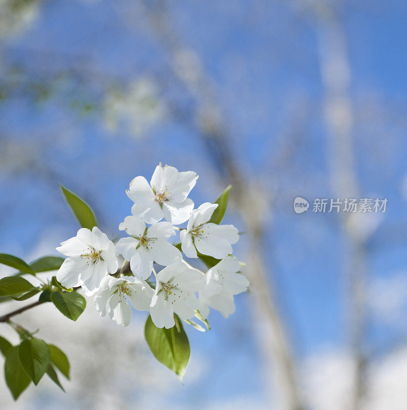 华盛顿特区――一簇樱花的特写