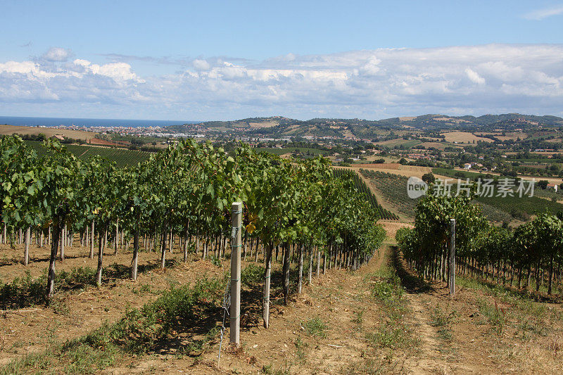葡萄园在意大利