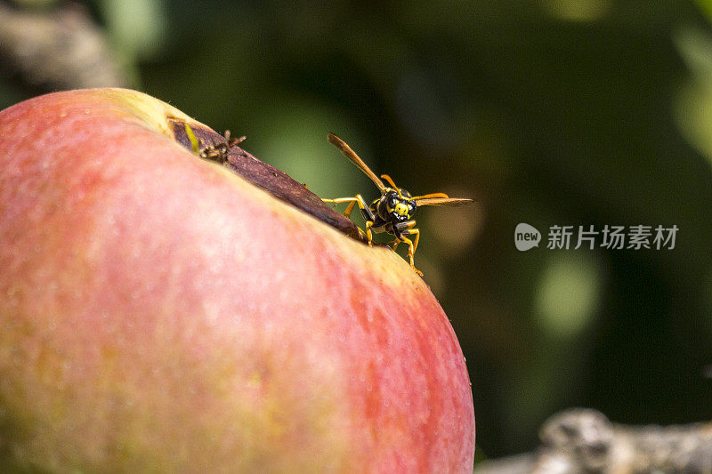 黄蜂在苹果