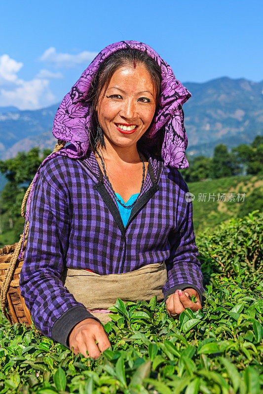 印度大吉岭，印度采摘者在采摘茶叶