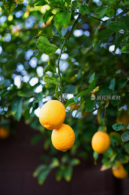 柠檬柑橘树
