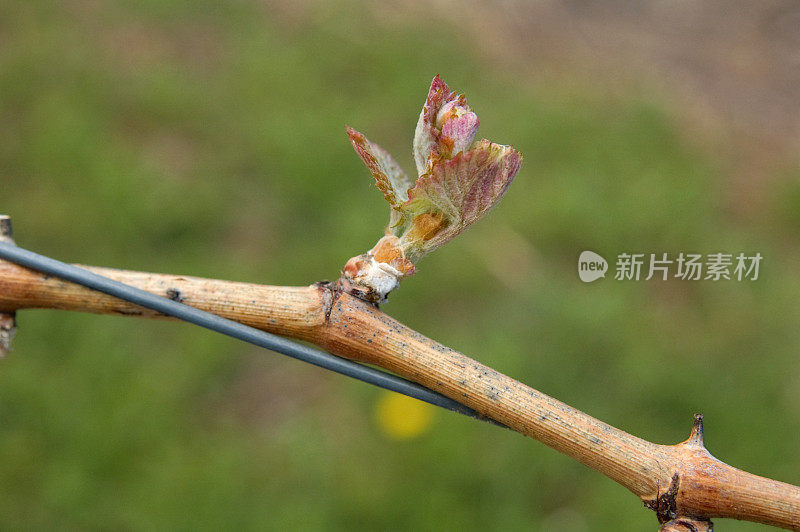 萌芽的葡萄藤枝在电线上