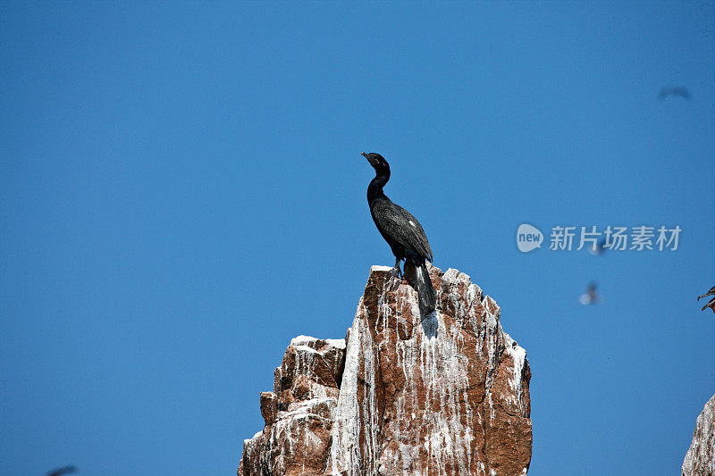 红眼的秘鲁鸬鹚