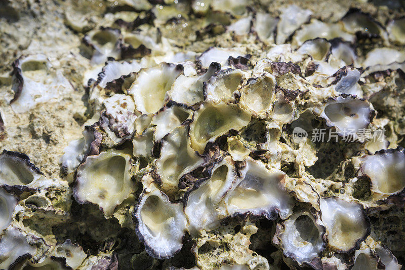 海滩上岩石上的牡蛎壳