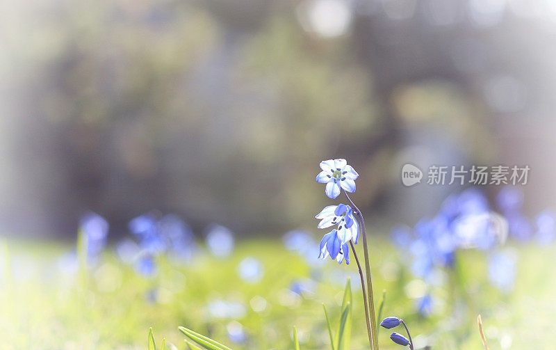 锡拉的蓝花
