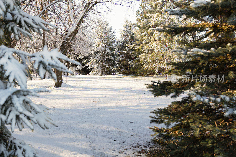 雪树