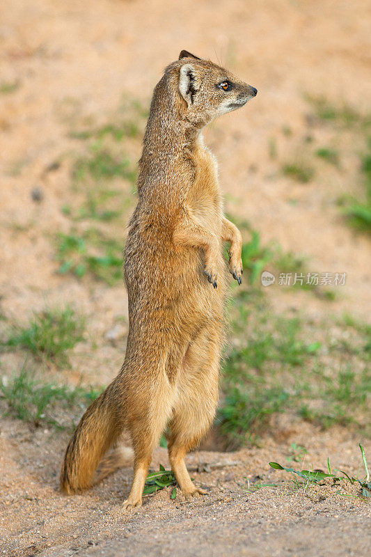 黄猫鼬(犬瘟热)