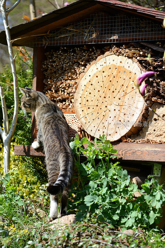 猫坐在为野蜜蜂准备的旅馆昆虫庇护所上