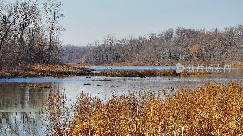 维舍渡船自然保护生态系统风景景观湿地，雷克斯福德，纽约