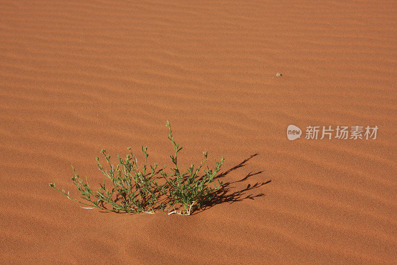 沙漠植物在尔格