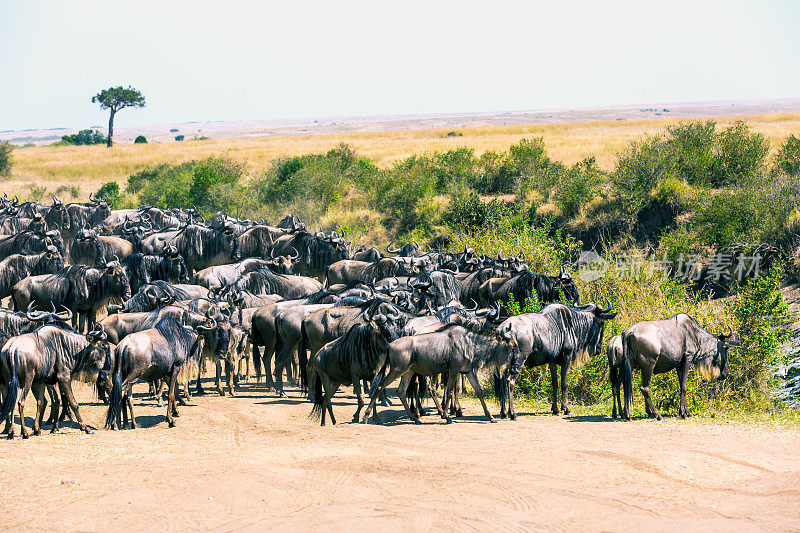 肯尼亚的角马大迁徙——在尘土中