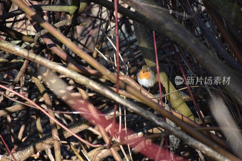 罗宾知更鸟