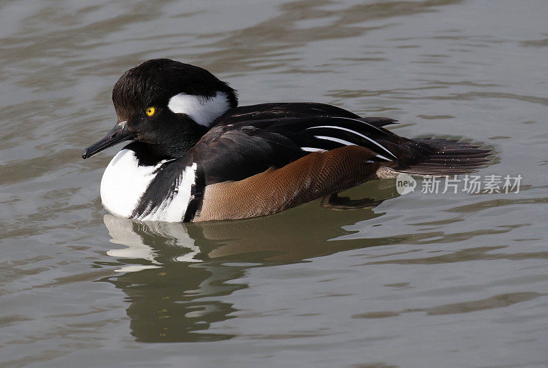 连帽秋沙鸭