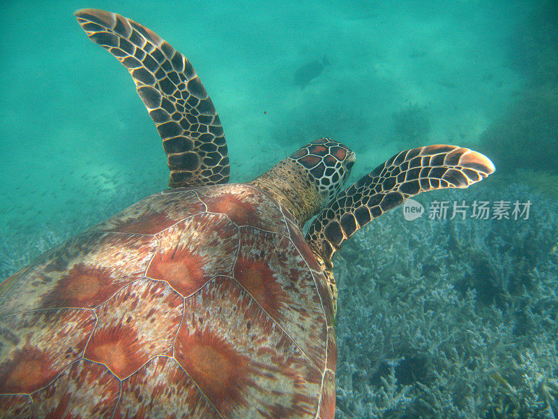 绿海龟游泳