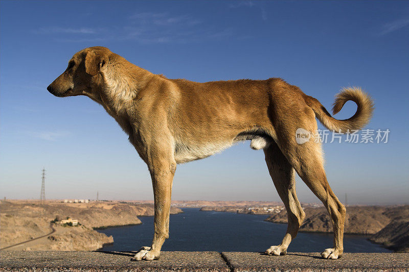 埃及的狗
