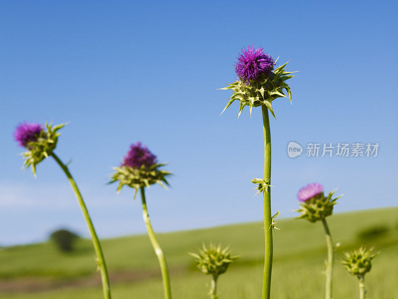 带刺的粉红花