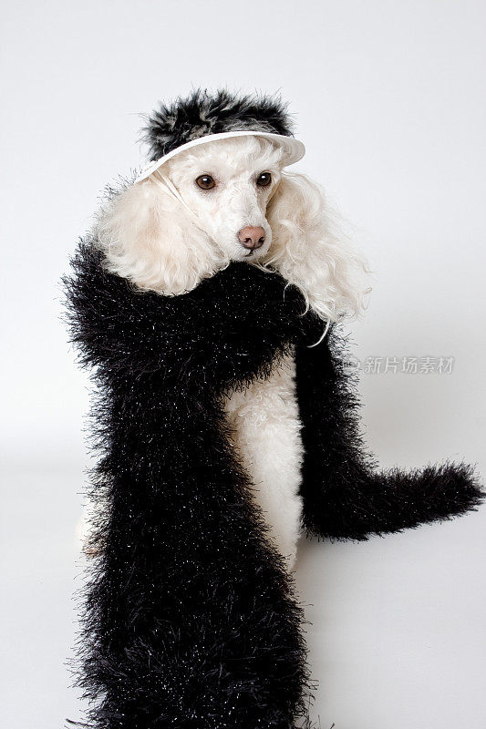 时尚狮子狗在黑围巾和;带羽毛的帽子