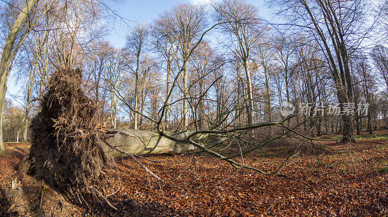 一棵高大的山毛榉树被暴风雨毁坏了