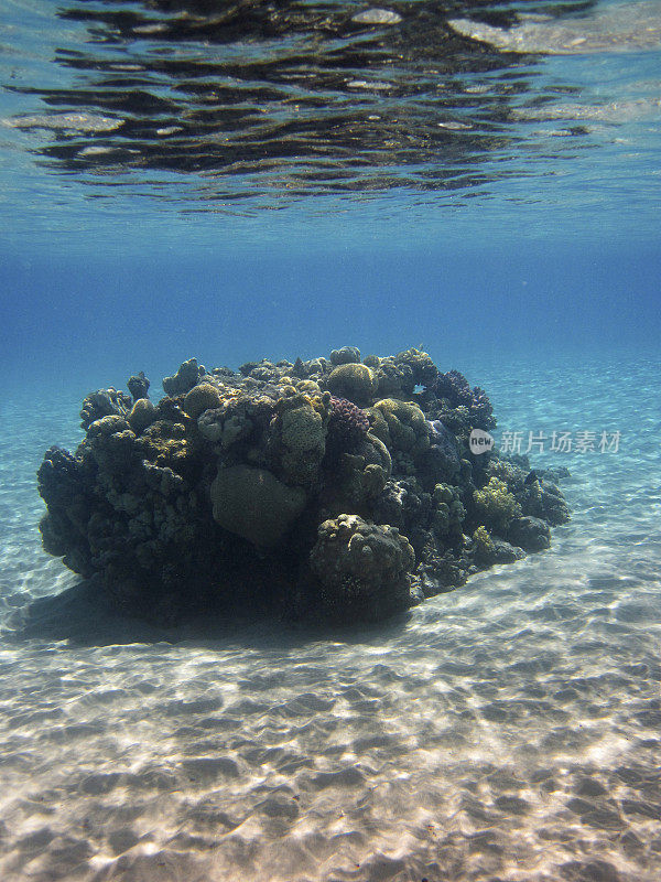 小珊瑚礁
