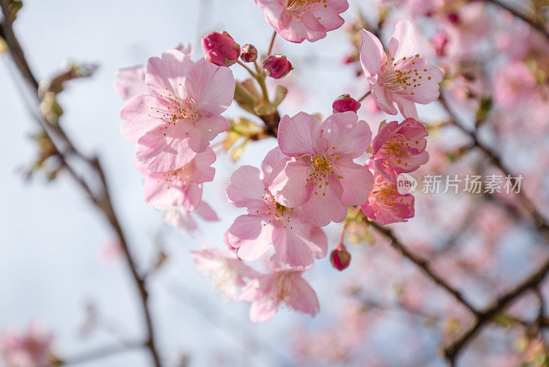 樱花樱花