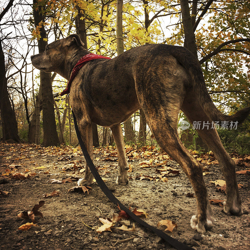 秋天树林里的混种狗