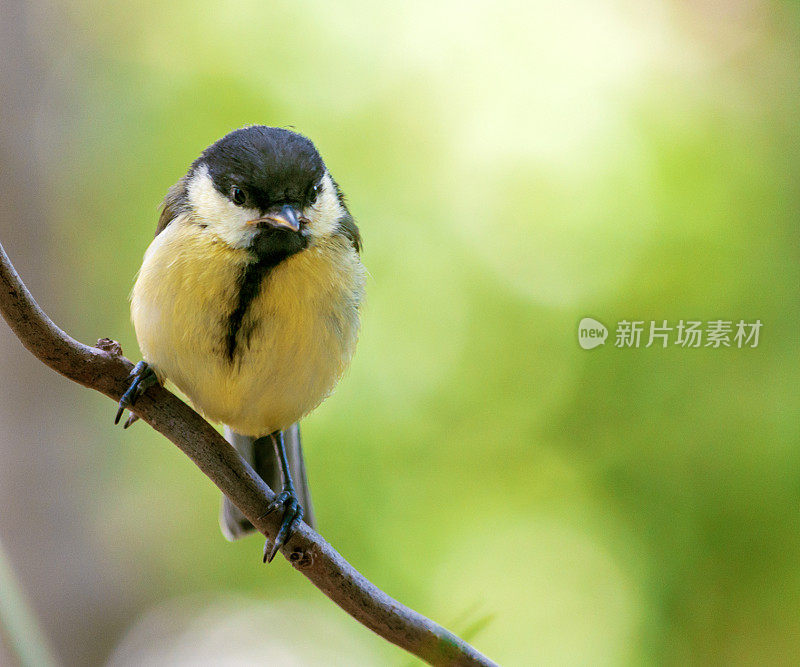 小山雀坐在树枝上