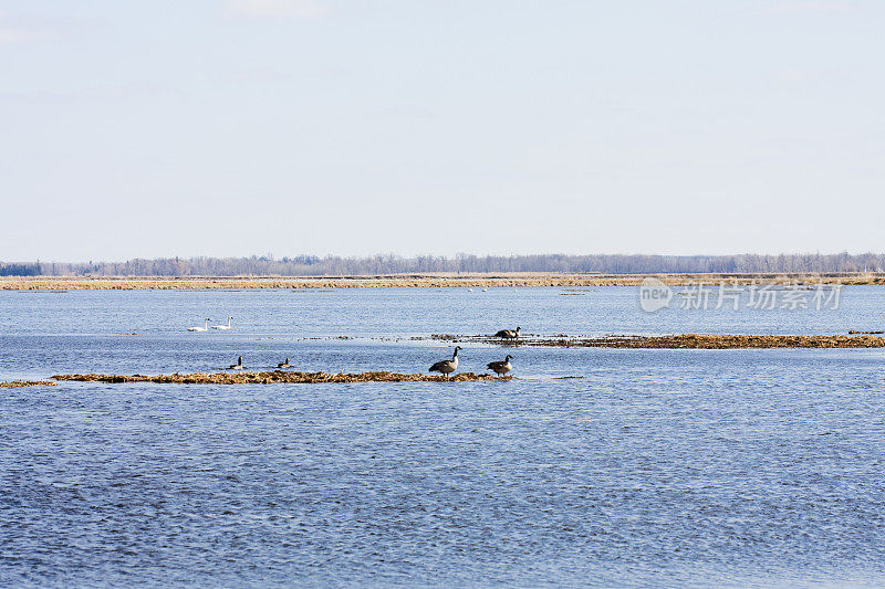 鹅和天鹅淹没了明尼苏达州的野生稻田