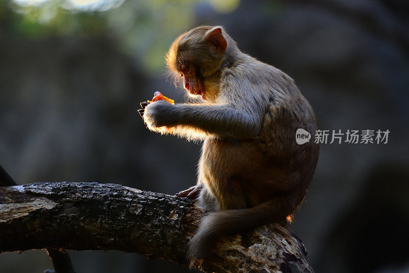 太阳照在猴子身上