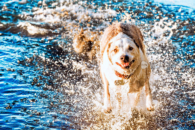 狗在水里奔跑，非常用力，溅起水花