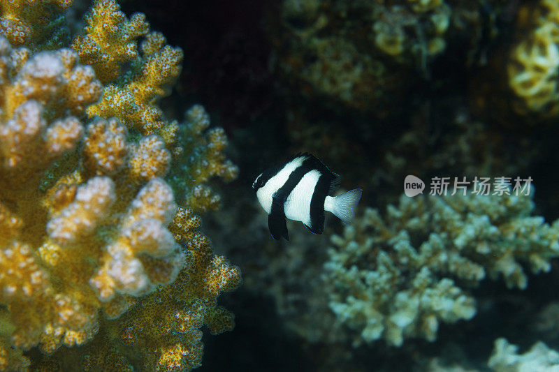 水下树莓珊瑚和热带鱼海洋生物珊瑚礁