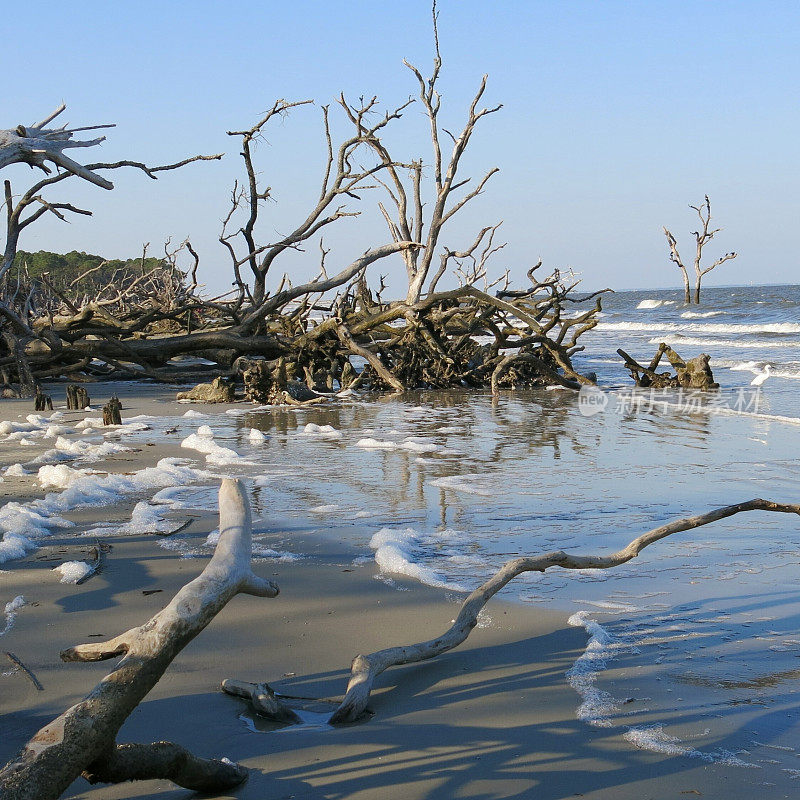 风化的浮木连根拔起的树根，侵蚀狩猎海滩，SC