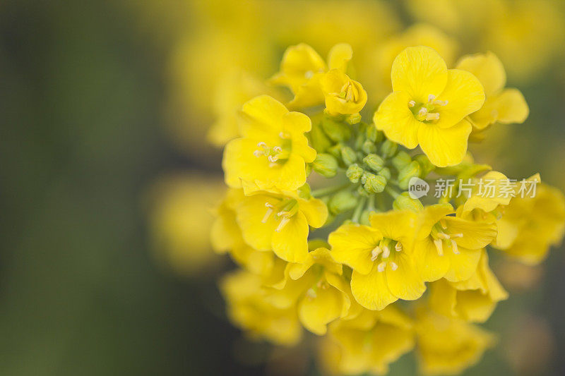 近距离的油菜花