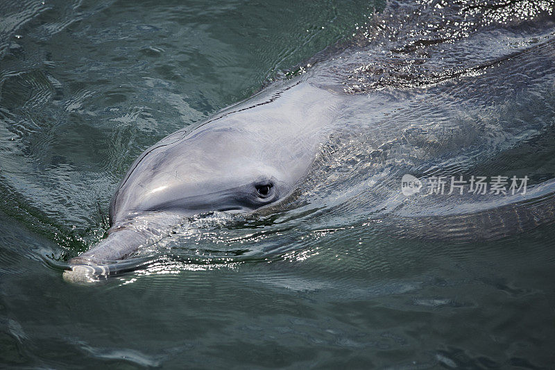 海豚在海洋