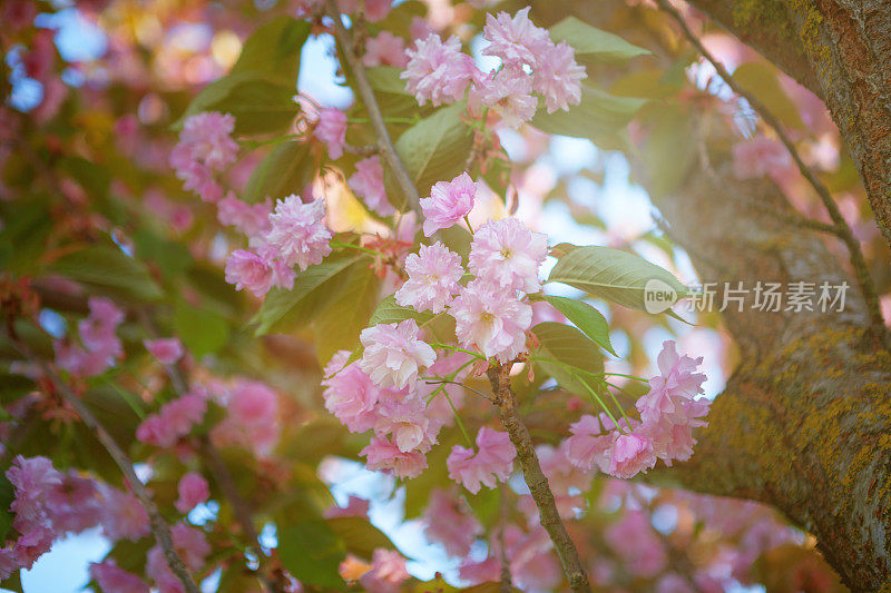 樱花，樱花