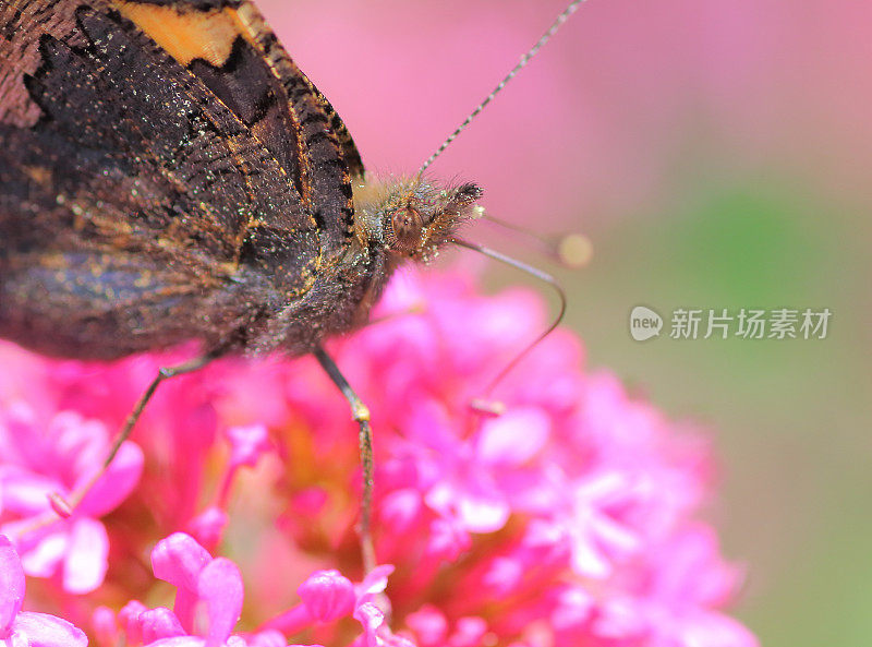 蝴蝶在缬草花上