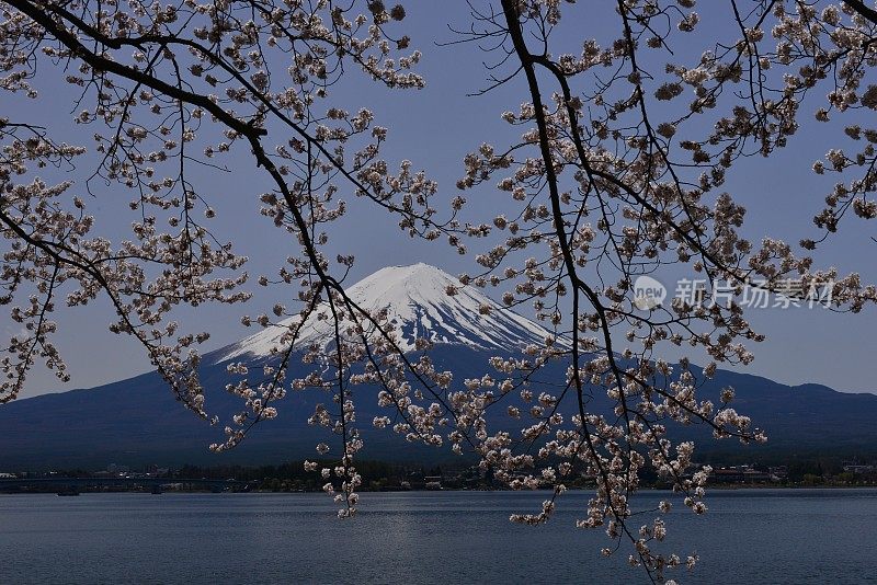 富士山和川口湖的樱花