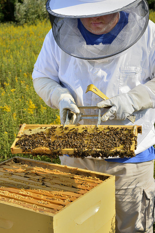 养蜂人正在检查他的蜂巢