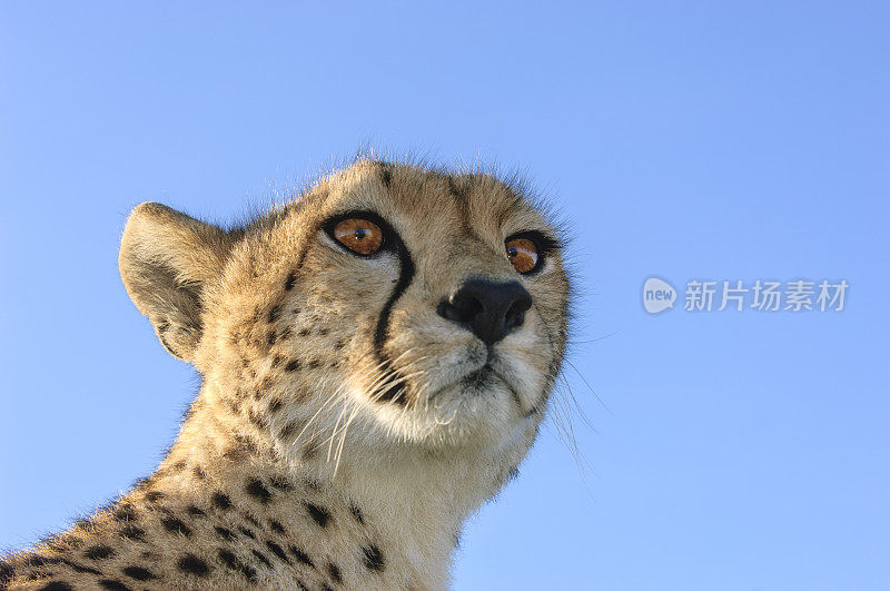 野生猎豹坐在Safari车顶的特写