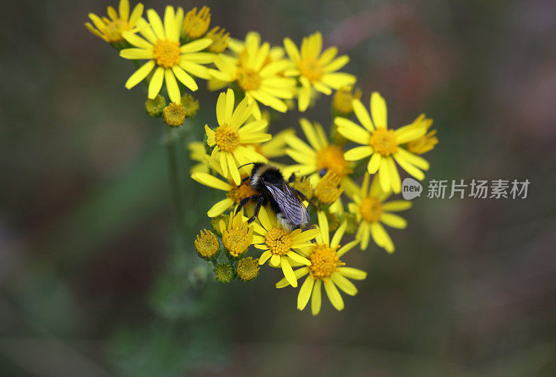 黄花中的大黄蜂
