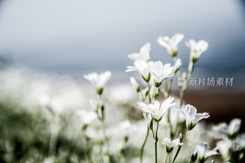 柔焦点白花